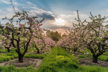 Apple Orchard in Early Spring featuring Apple Blossoms and green grass
