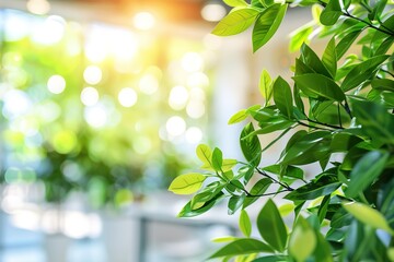 Lush green leaves in a sunlit interior space.