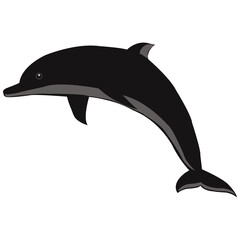 dolphin isolated on white background