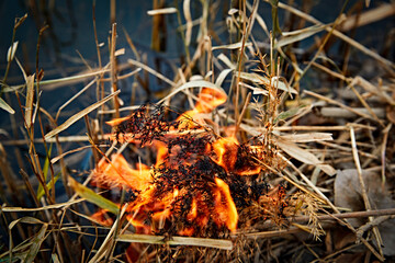 Wildfire burning on the reeds by the lake in late autumn