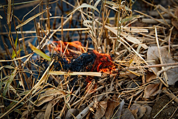 Obraz premium Wildfire burning on the reeds by the lake in late autumn