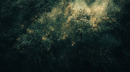 Obraz premium Dense forest with sunlight filtering through leaves in a serene natural setting