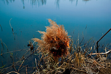 Wildfire burning on the reeds by the lake in late autumn