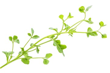 Obraz premium Green Plant Branch with Leaves Grows Beautifully