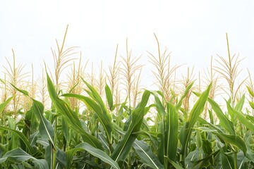 Obraz premium Cornfield's Green Stalks Reach for Sky
