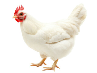 Fototapeta premium Chicken on a clean, bright surface