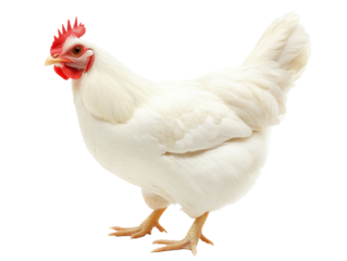 Chicken on a clean, bright surface