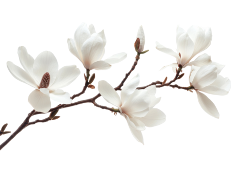 White magnolia blossoms on a branch in springtime