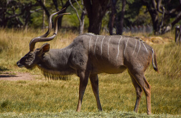 A male kudu antelope in a nature reserve in Zimbabwe