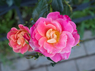 pink roses in the garden