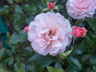 Fototapeta premium roses in the garden closeup