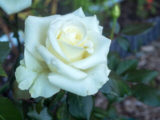 rose in the garden close up