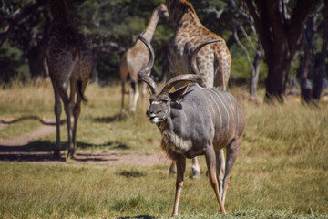 A male kudu antelope and giraffes in a nature reserve in Zimbabwe
