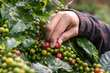 Close up local worker harvesting  ripe cherries coffee in rural coffee plantations