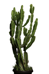 cactus in a pot