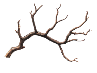 Intricate dry branch with unique shapes