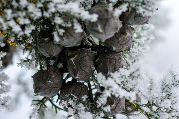 frost on tree