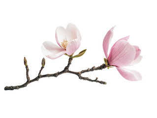 Beautiful magnolia flowers on a branch in bloom