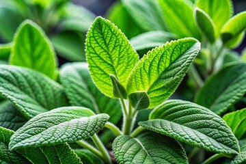 Vibrant Sage Plant Leaves, Aromatic Herb, Culinary & Medicinal Salvia, Close-up Studio Shot
