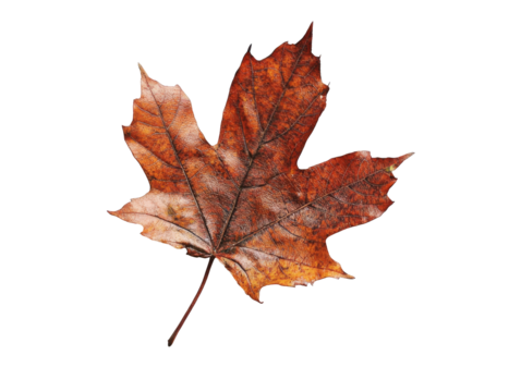 Colorful autumn leaf resting on a white background