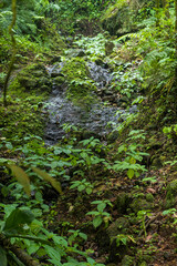 Moss-Covered Stream Flowing Through the Jungle