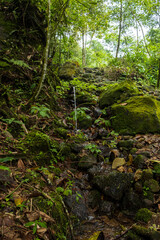 Fototapeta premium Natural Spring Amidst Lush Greenery