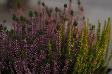 Obraz premium Calluna vulgaris grows in a pot