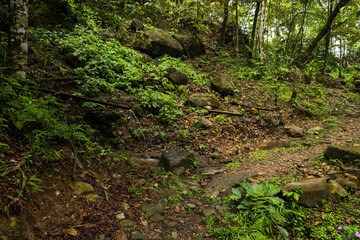 Tranquil Jungle Path with Fresh Water Springs