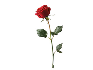 Red rose on white background