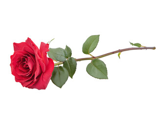 Beautiful red rose with green leaves lying flat