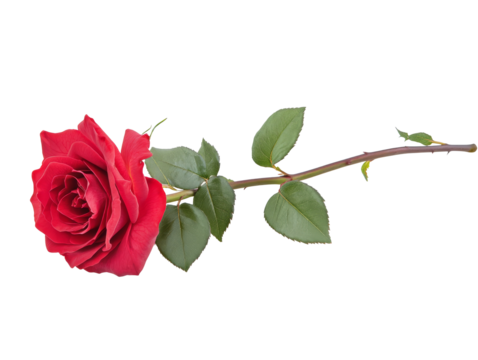 Beautiful red rose with green leaves lying flat