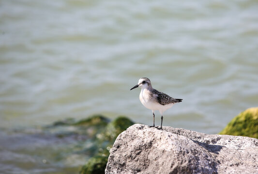 SANDERLING on the beach