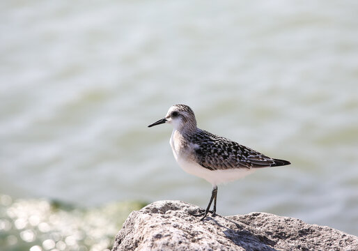 SANDERLING on the beach