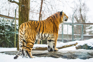 Granby, Quebec - Jan 2 2024: Wandering Tiger in the winter Granby Zoo 