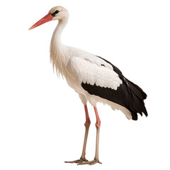 Elegant stork standing tall in natural posture © Maestro