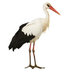 Stork standing gracefully in natural posture