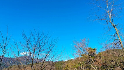 冬の青空と枯れ木たち　日本風景　山梨県富士河口湖町