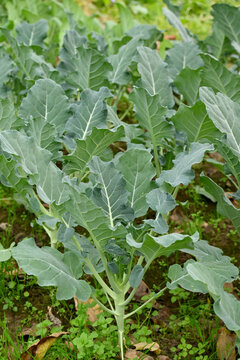 closeup the bunch ripe green cauliflower plant with soil heap growing in the farm soft focus natural green brown background.