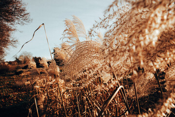 decorative pampas dry fluffy grasses grow in formal botanical garden on a fall day. Soft dry grass and plants outdoors. Abstract natural landscape.