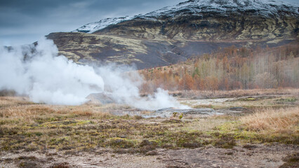 Geysir hot springs. Iceland Haukadalur Valley. 