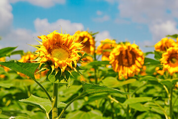 Obraz premium Colorful sunflower field outdoors in summer