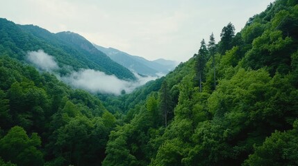 Obraz premium Lush green trees rise from the mist as fog drapes the mountains, creating a serene and tranquil atmosphere during sunrise