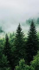 Lush green trees rise from the mist as fog drapes the mountains, creating a serene and tranquil atmosphere during sunrise