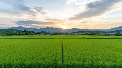 Fototapeta premium Bright green rice fields illuminated by a beautiful sunset, showcasing the tranquility of farmland during dusk with vivid colors