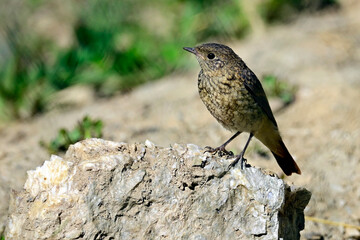 junger Gartenrotschwanz (Ästling) // juvenile common redstart (Phoenicurus phoenicurus) 