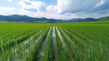 Lush Green Rice Field Under Bright Blue Sky with Mountain Background