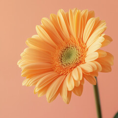 Flower orange gerber daisy