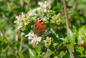 European peacock butterfly (Aglais io) sitting on a white flower in Zurich, Switzerland