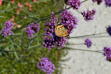 Painted Lady (Vanessa Cardui) Butterfly perched on purple flower in Zurich, Switzerland