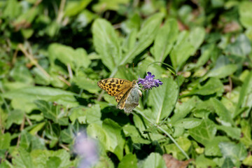 Fototapeta premium Silver-washed Fritillary butterfly (Argynnis paphia) sitting on a small scabious in Zurich, Switzerland